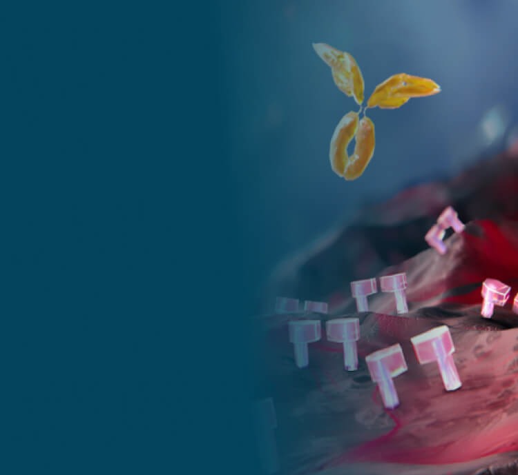 Graphic of IgG autoantibodies floating through the FcRn