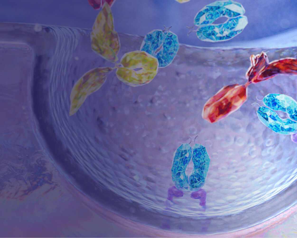 Header image: Image of FcRn recycling with IgG autoantibodies and VYVGART binding to FcRn in an endosome