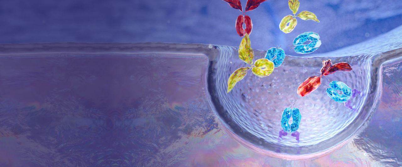 Header image: Image of FcRn recycling with IgG autoantibodies and VYVGART binding to FcRn in an endosome